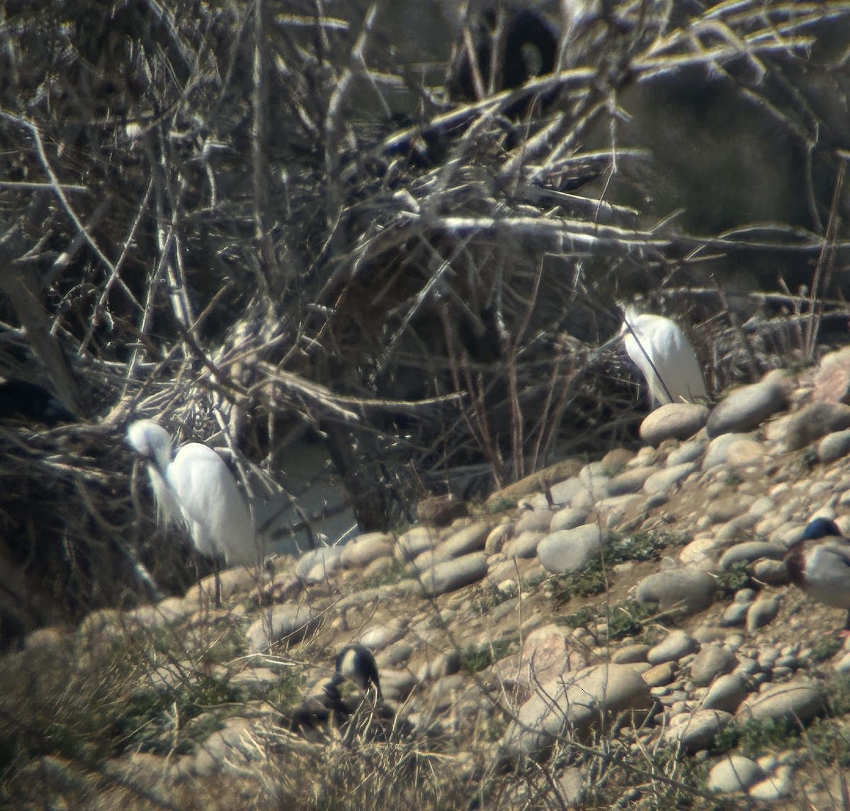 Snowy Egret - ML616754542