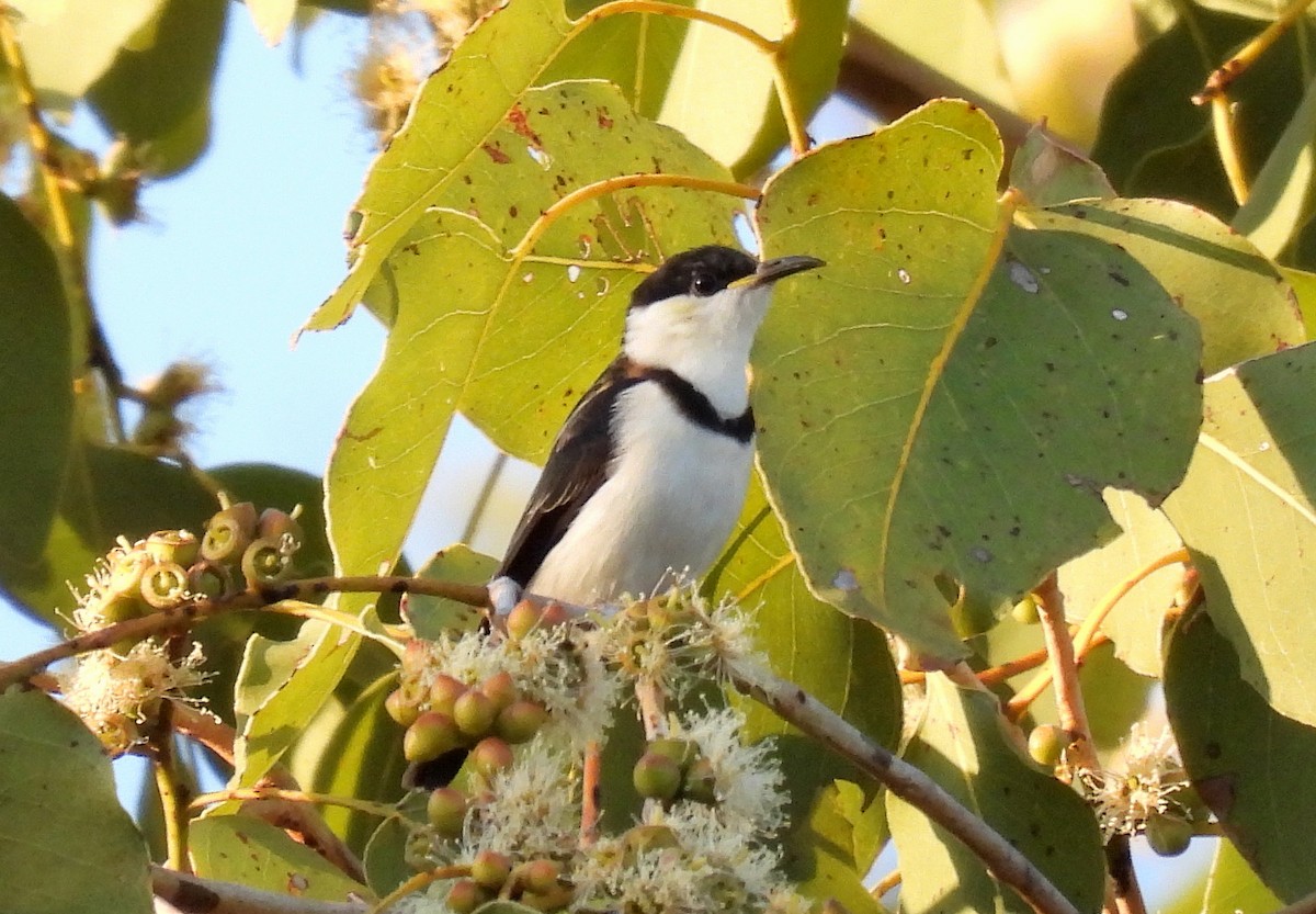 Banded Honeyeater - ML616754635