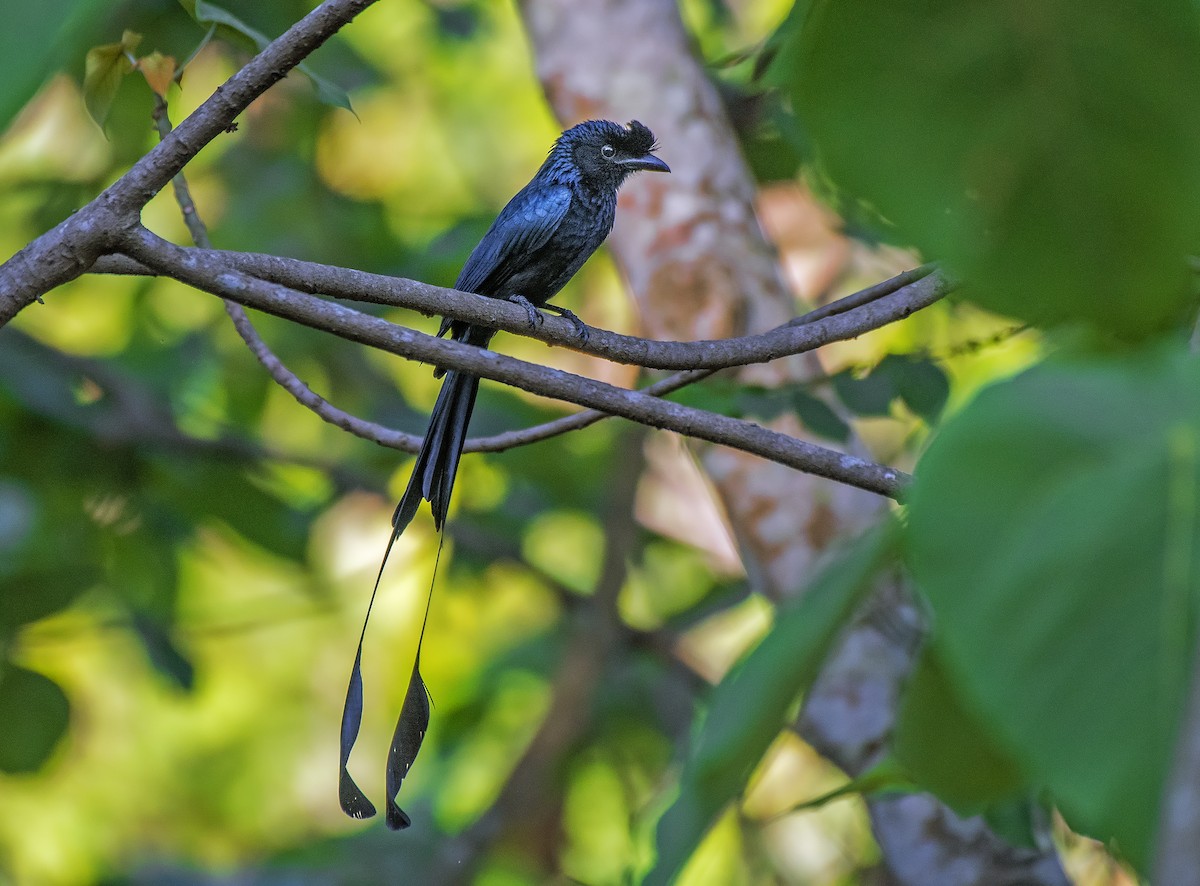 Drongo à raquettes - ML616754670