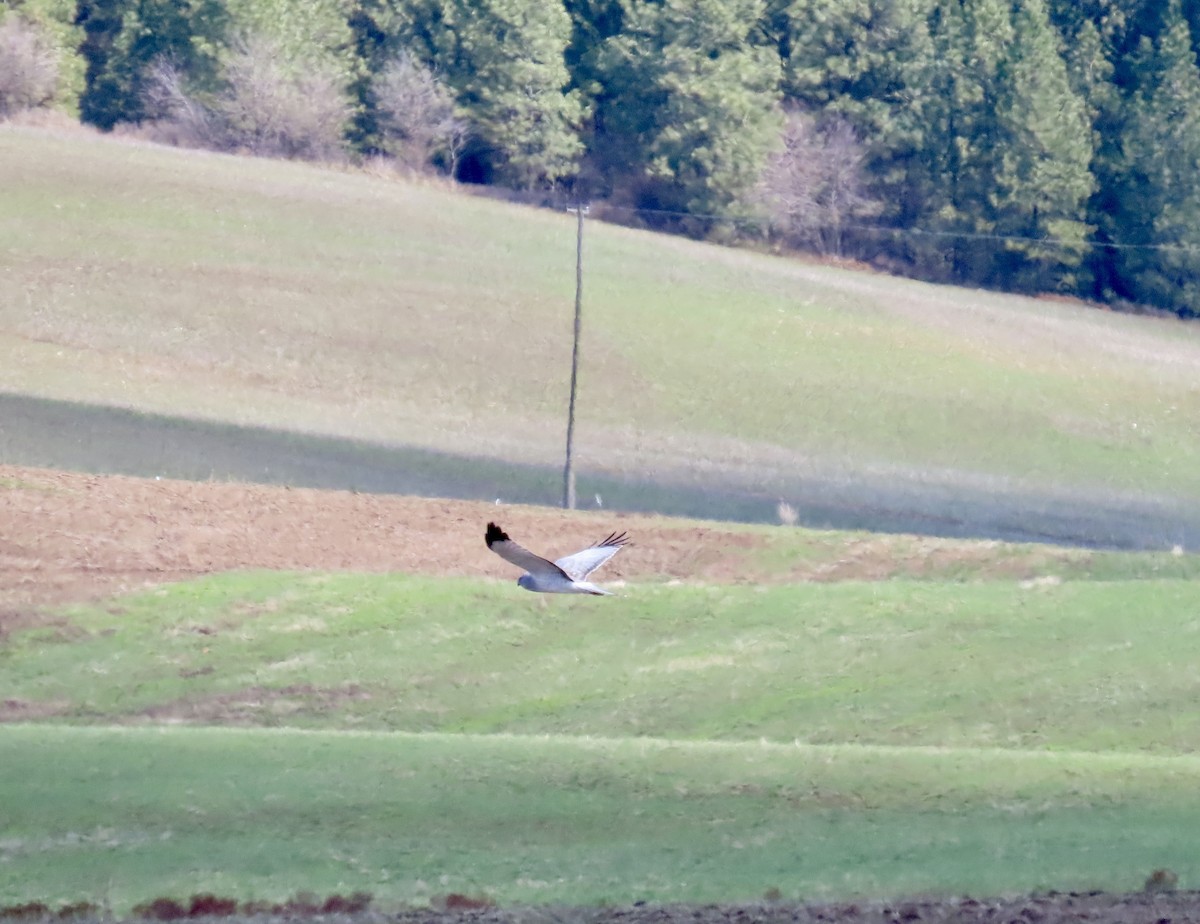 Northern Harrier - ML616754675