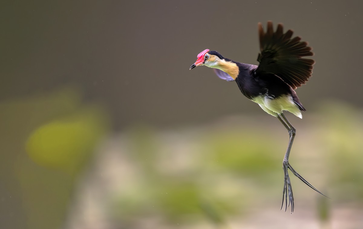 Comb-crested Jacana - ML616754697