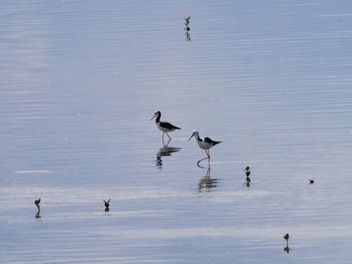 Pied Stilt - Mike Bickerdike