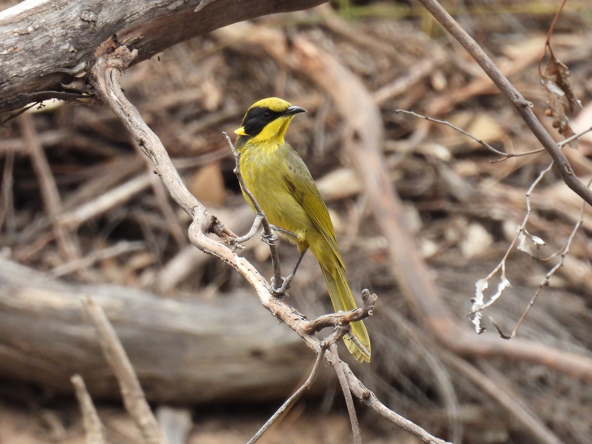 Yellow-tufted Honeyeater - ML616754714