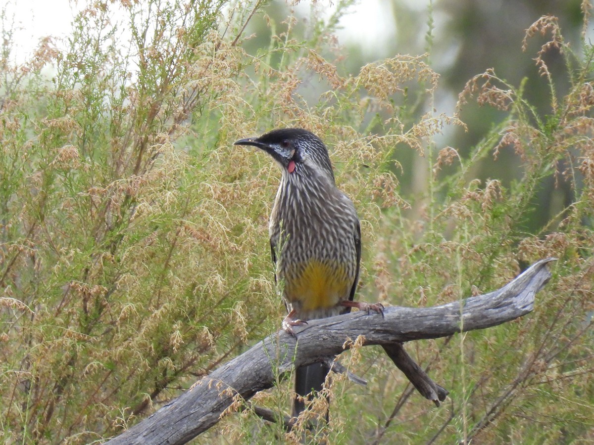 Red Wattlebird - ML616754716