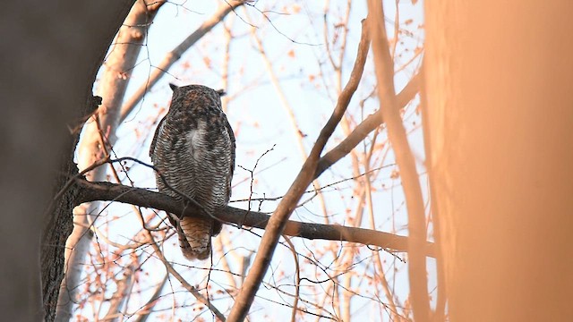 Great Horned Owl - ML616754718