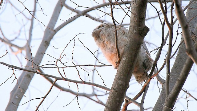 Great Horned Owl - ML616754720