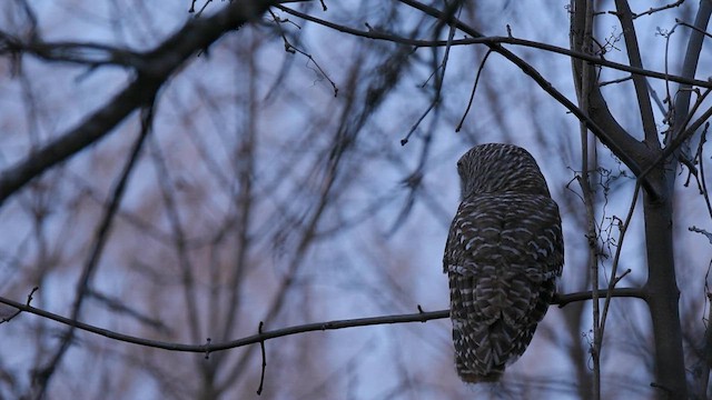 Barred Owl - ML616754735