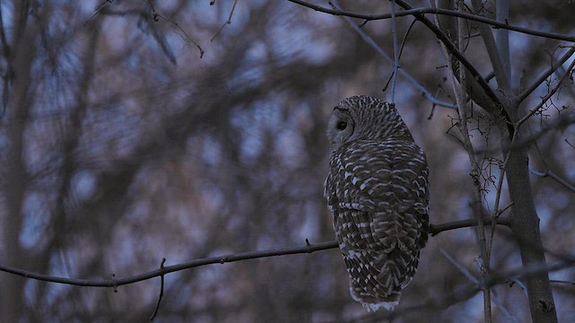 Barred Owl - ML616754737