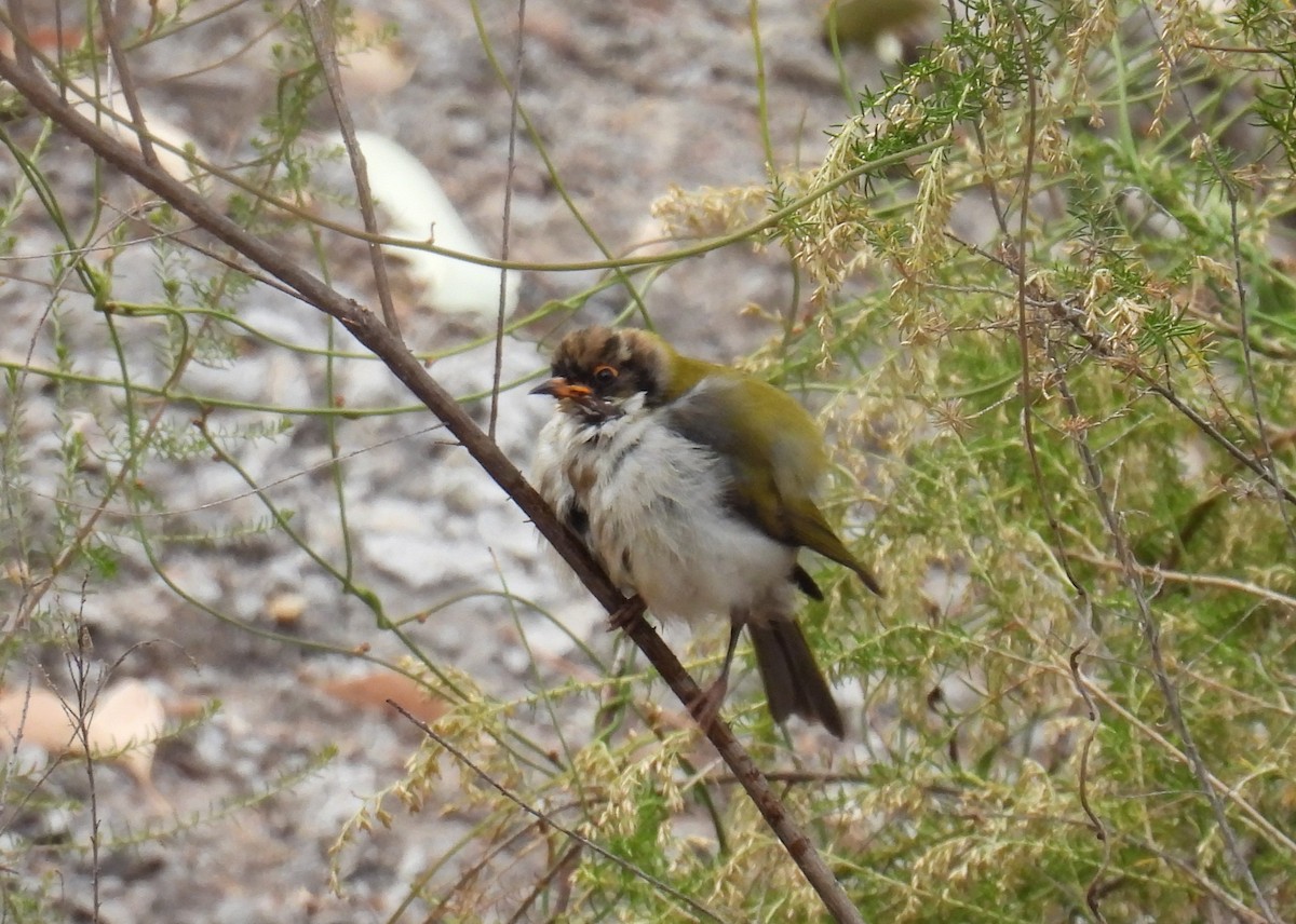 White-naped Honeyeater - ML616754742