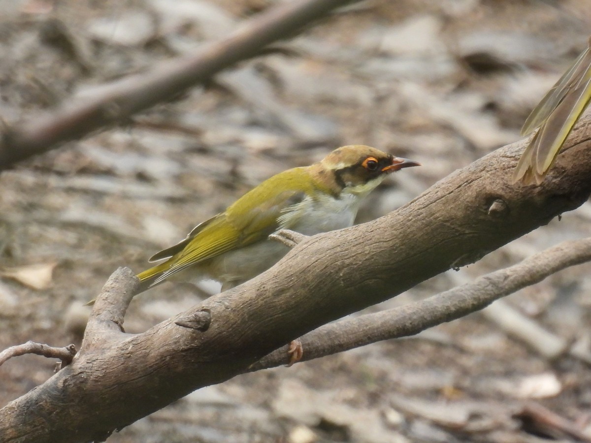 White-naped Honeyeater - ML616754743