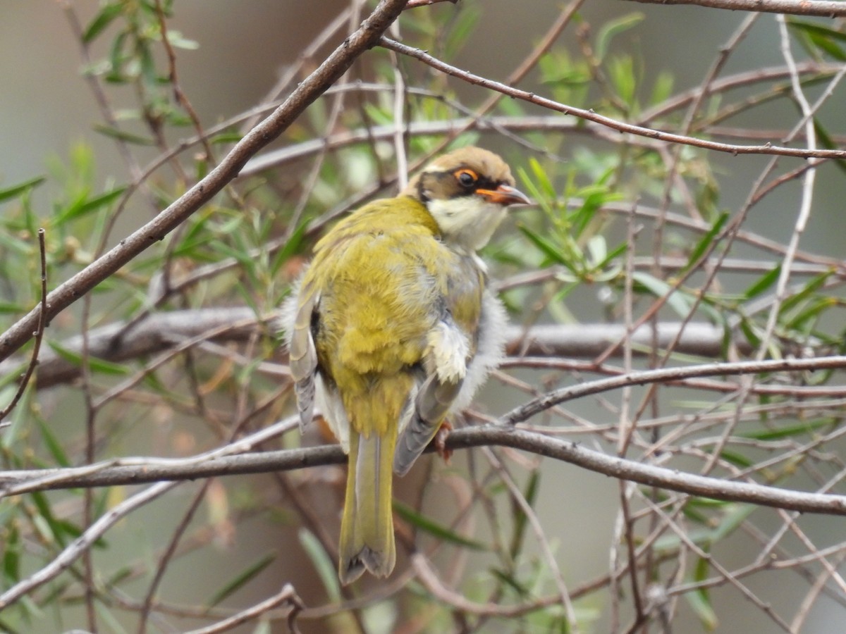 White-naped Honeyeater - ML616754744