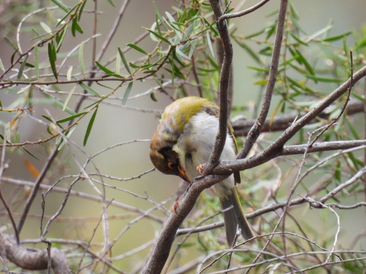 White-naped Honeyeater - ML616754746