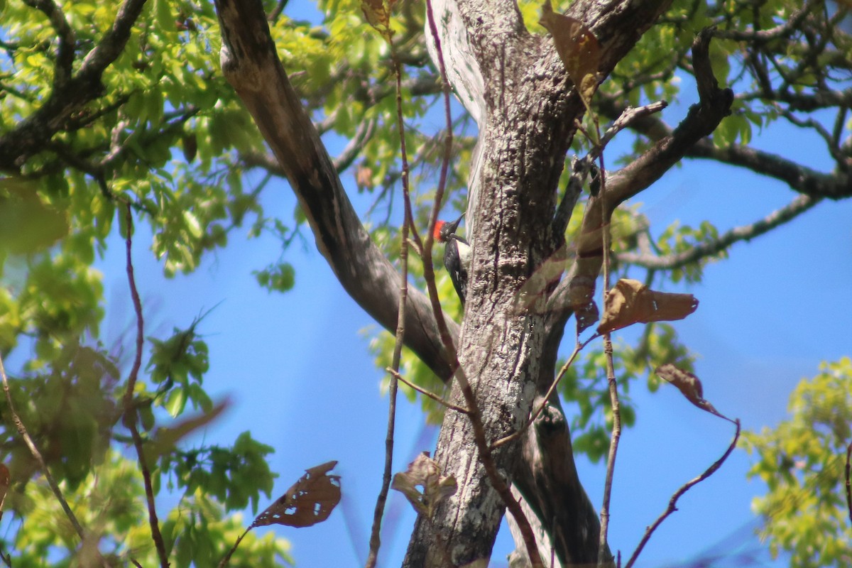 White-bellied Woodpecker - Supot Surapaetang