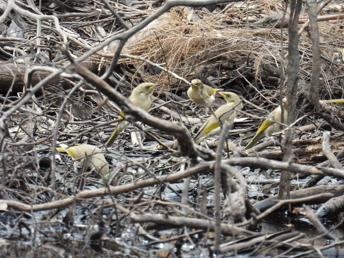 Fuscous Honeyeater - ML616754787