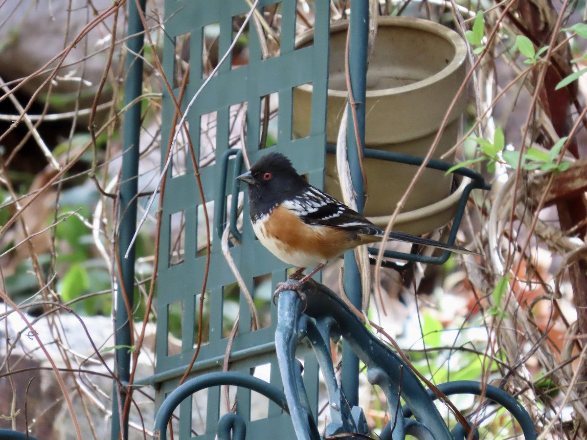 Spotted Towhee - ML616754790