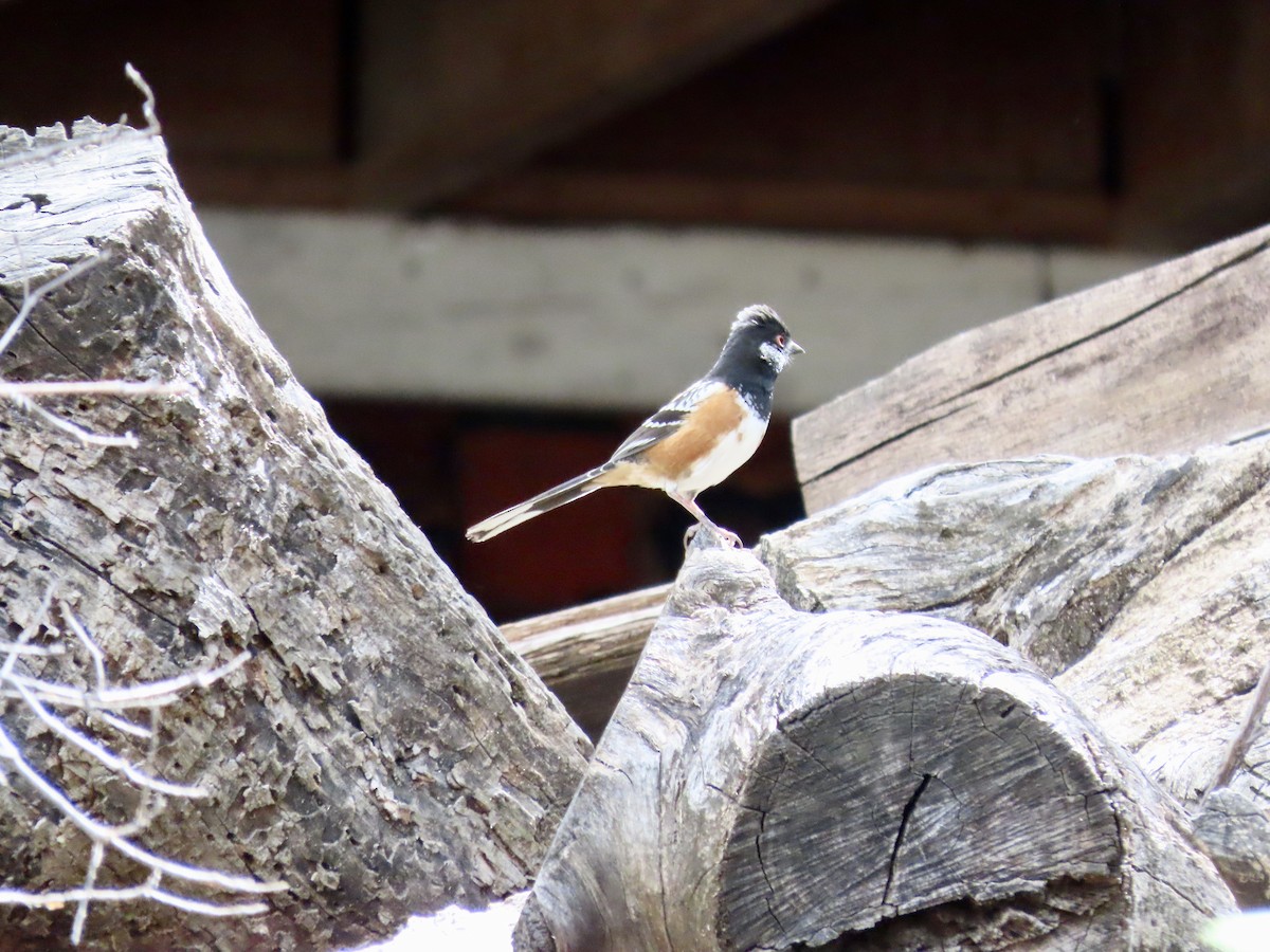 Spotted Towhee - ML616754791