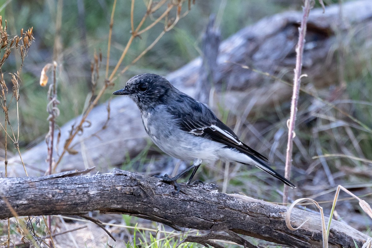 Petroica Encapuchada - ML616754793