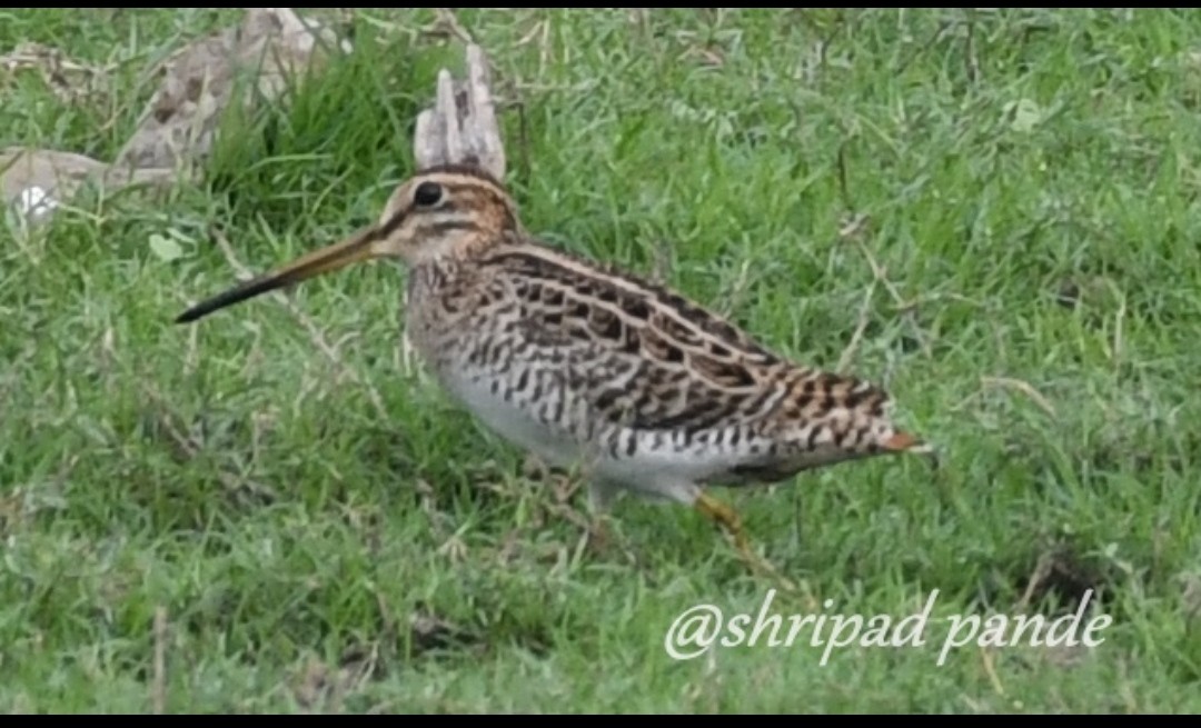 Pin-tailed/Common Snipe - ML616754817