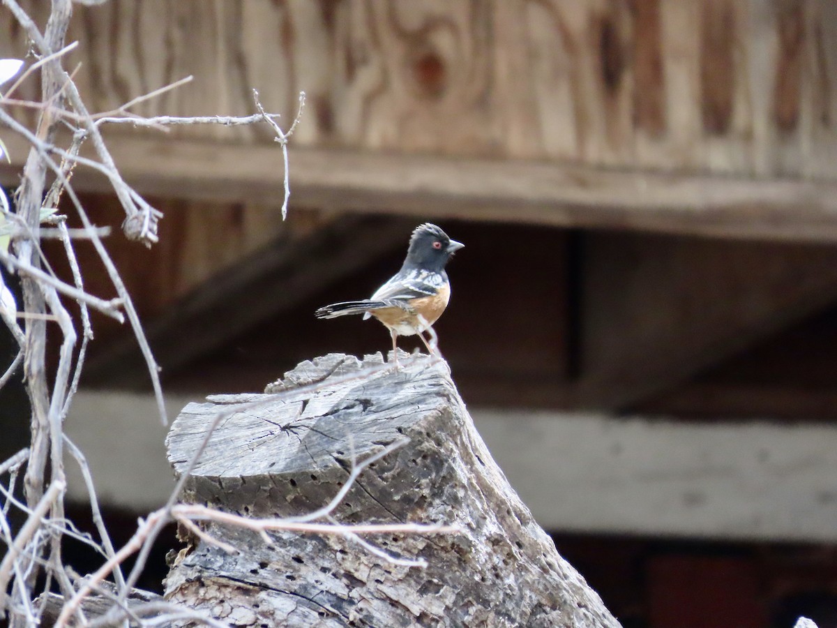 Spotted Towhee - ML616754822