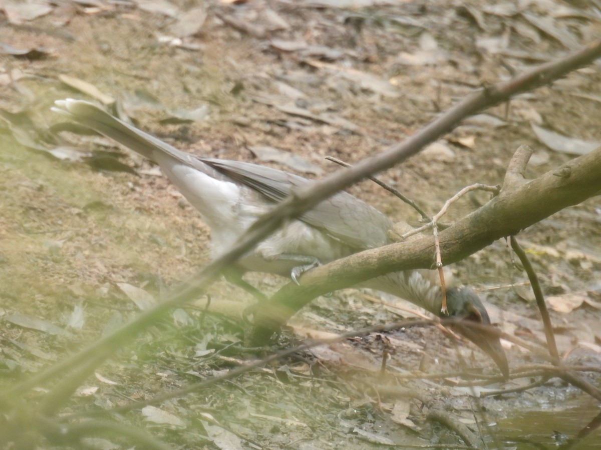 Noisy Friarbird - ML616754849