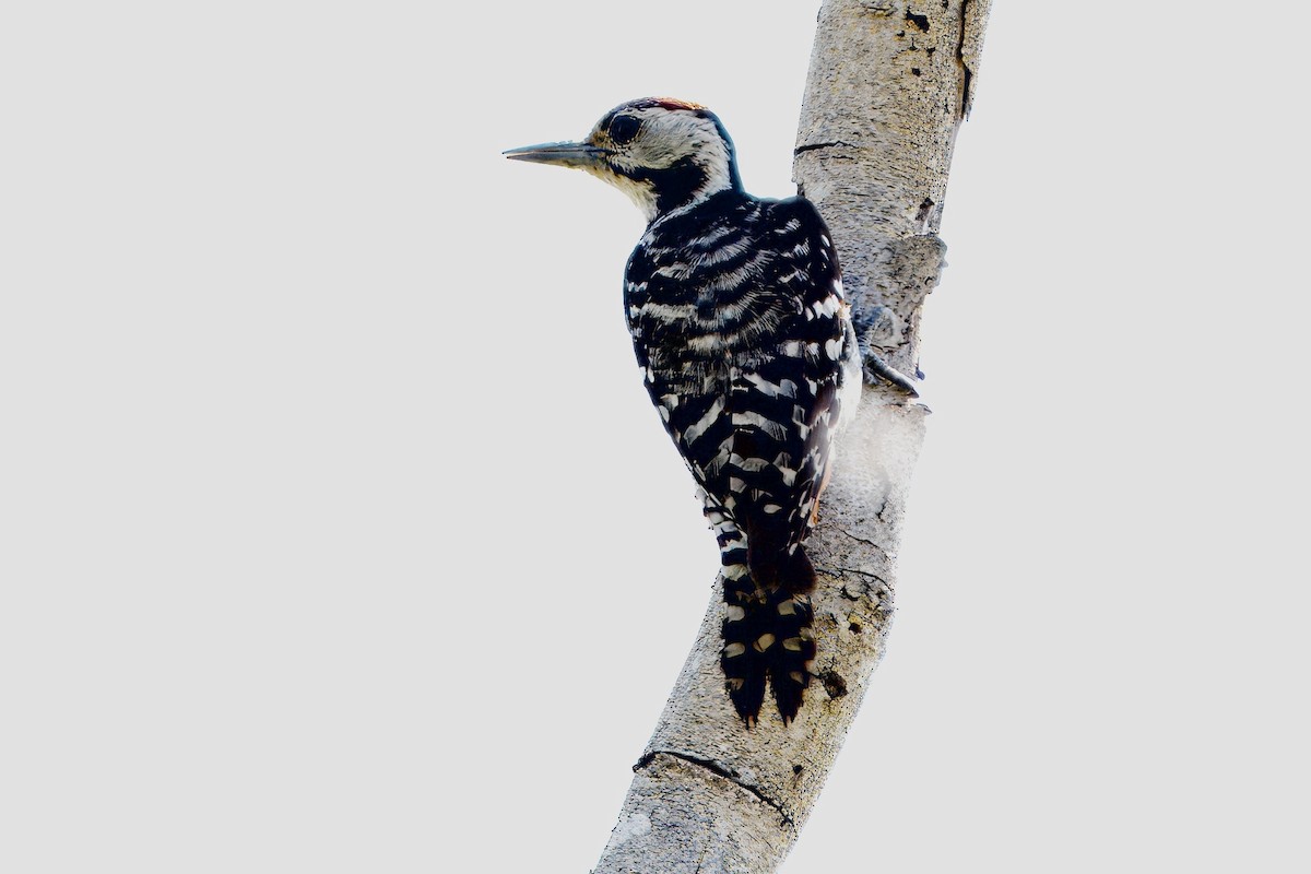 Freckle-breasted Woodpecker - ML616754853