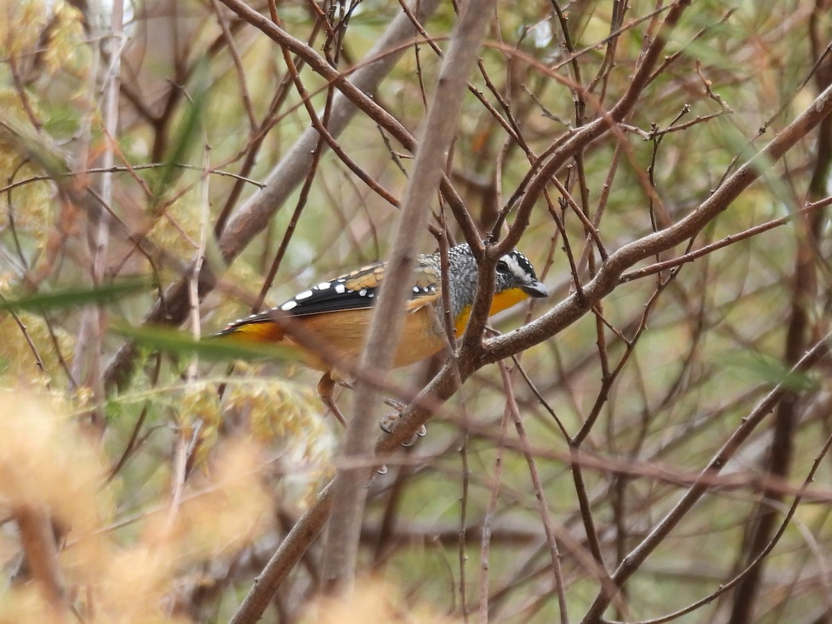 Pardalote pointillé - ML616754872