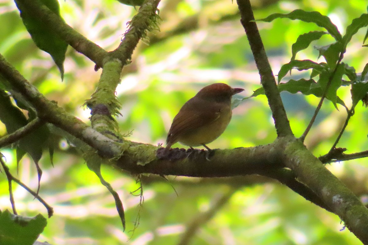 Streak-crowned Antvireo - Margaret Higbee