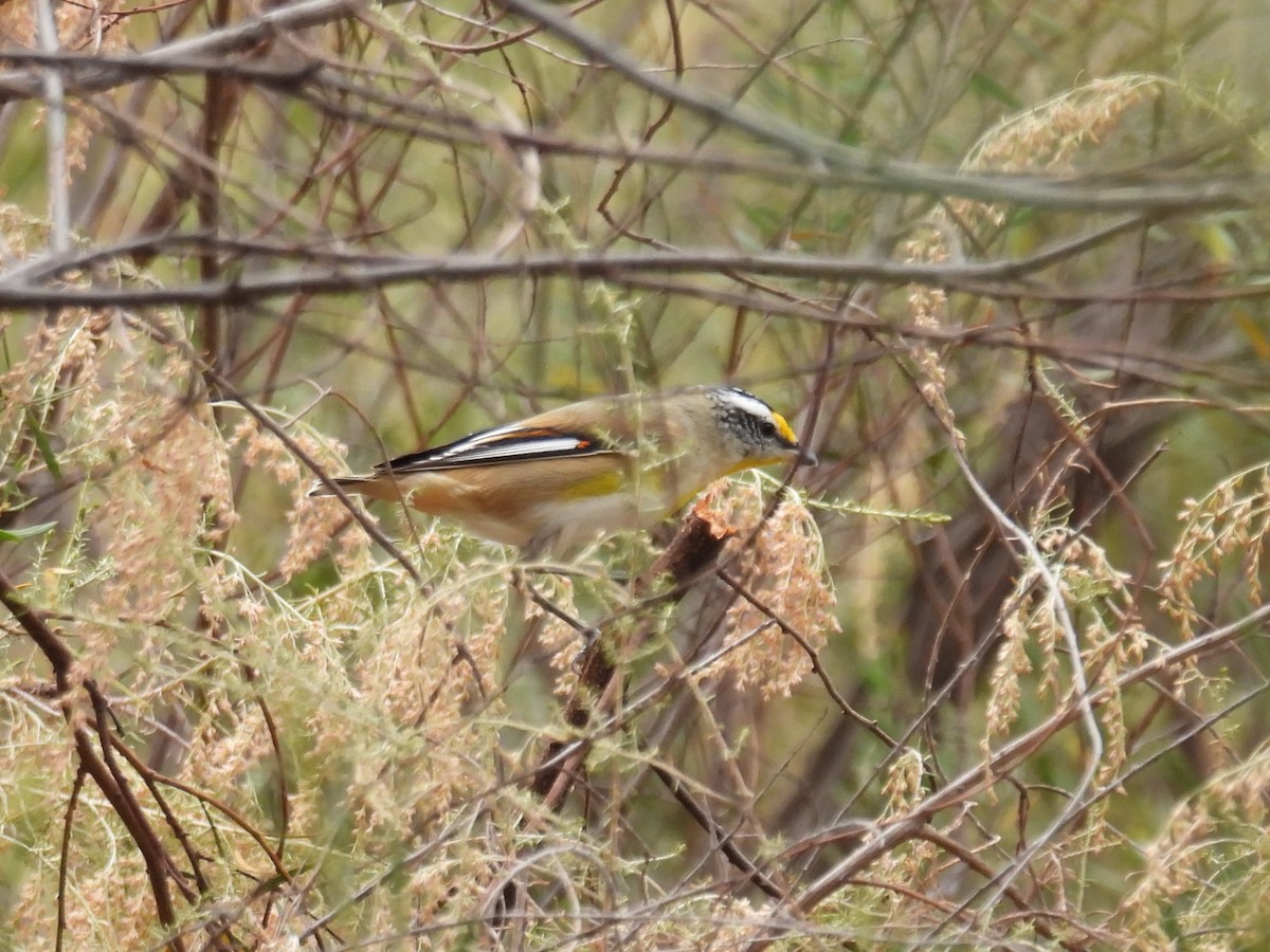 Pardalote à point jaune - ML616754887