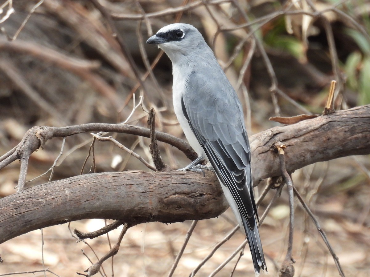 White-bellied Cuckooshrike - ML616754895