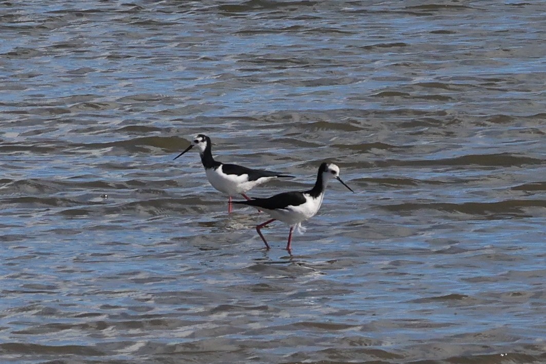 Pied x Black Stilt (hybrid) - ML616754896