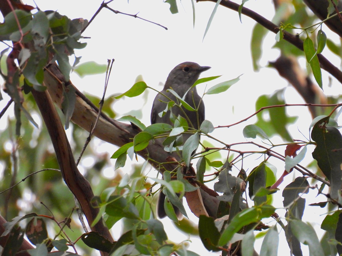 Gray Shrikethrush - ML616754912