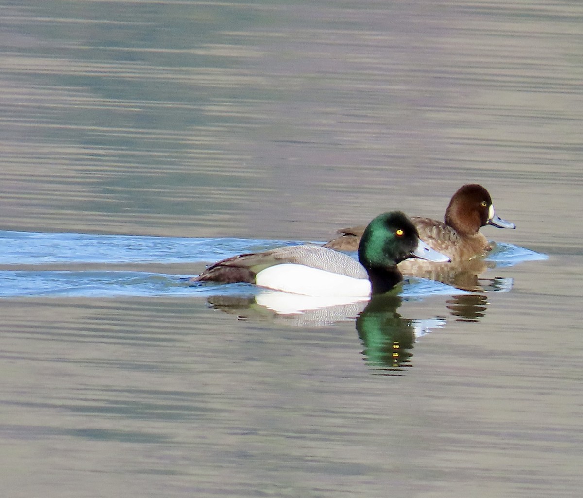 Greater Scaup - Dan Mottern