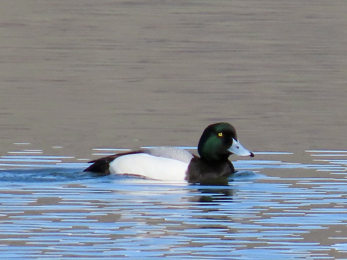 Greater Scaup - ML616754937