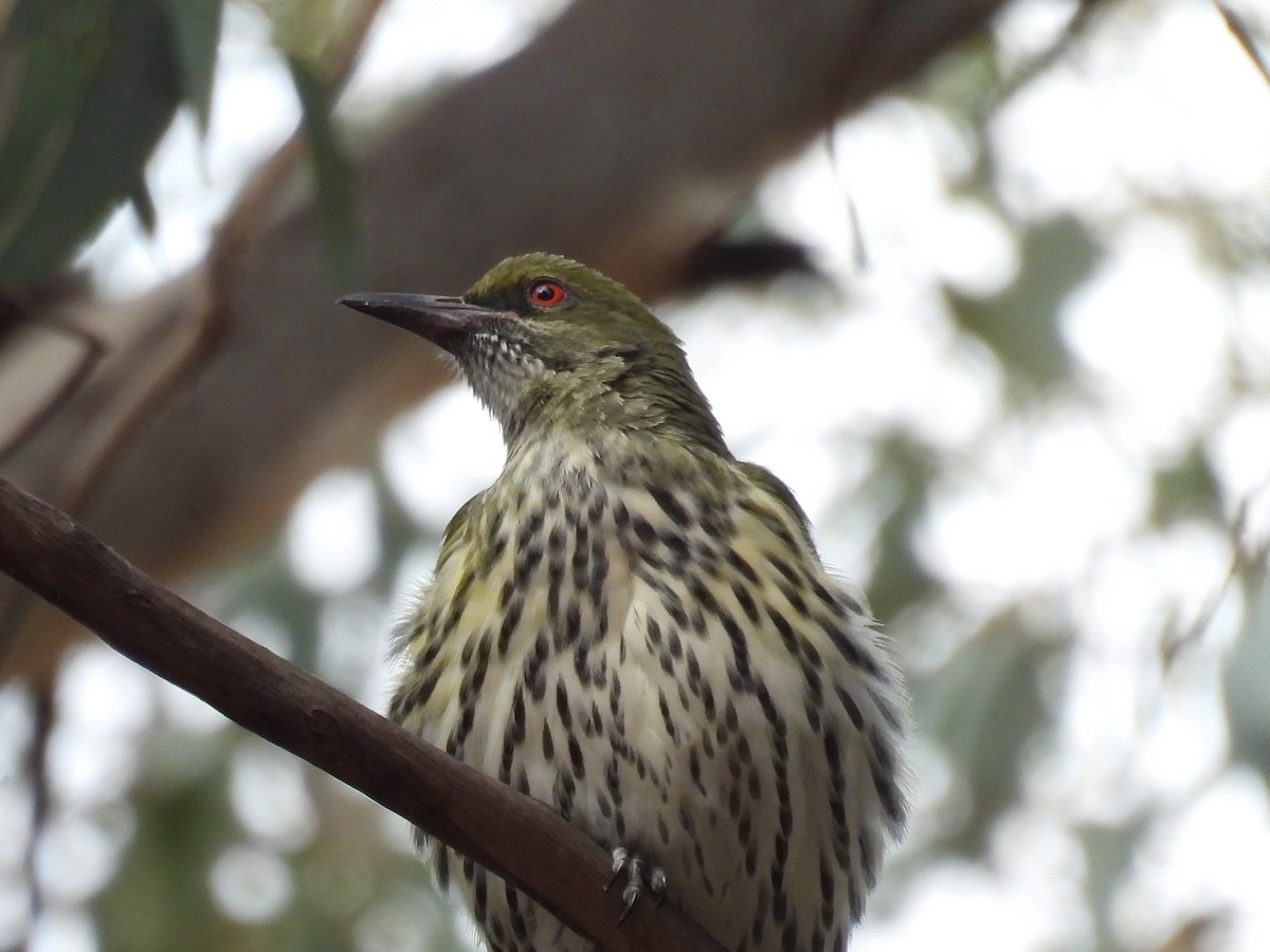 Olive-backed Oriole - Helen Erskine-Behr