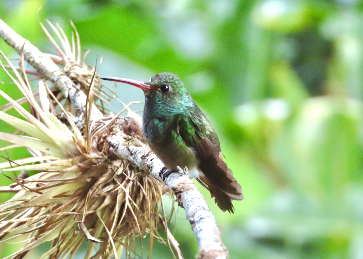 Rufous-tailed Hummingbird - ML616754964