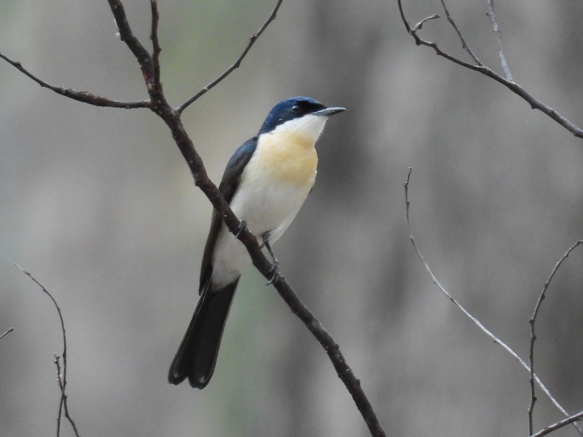 Restless Flycatcher - ML616754968