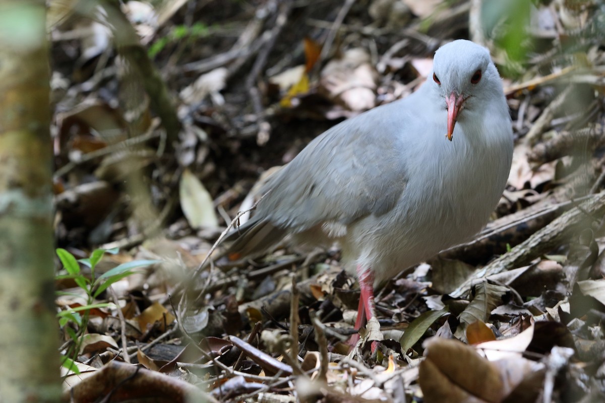 kagu chocholatý - ML616754977