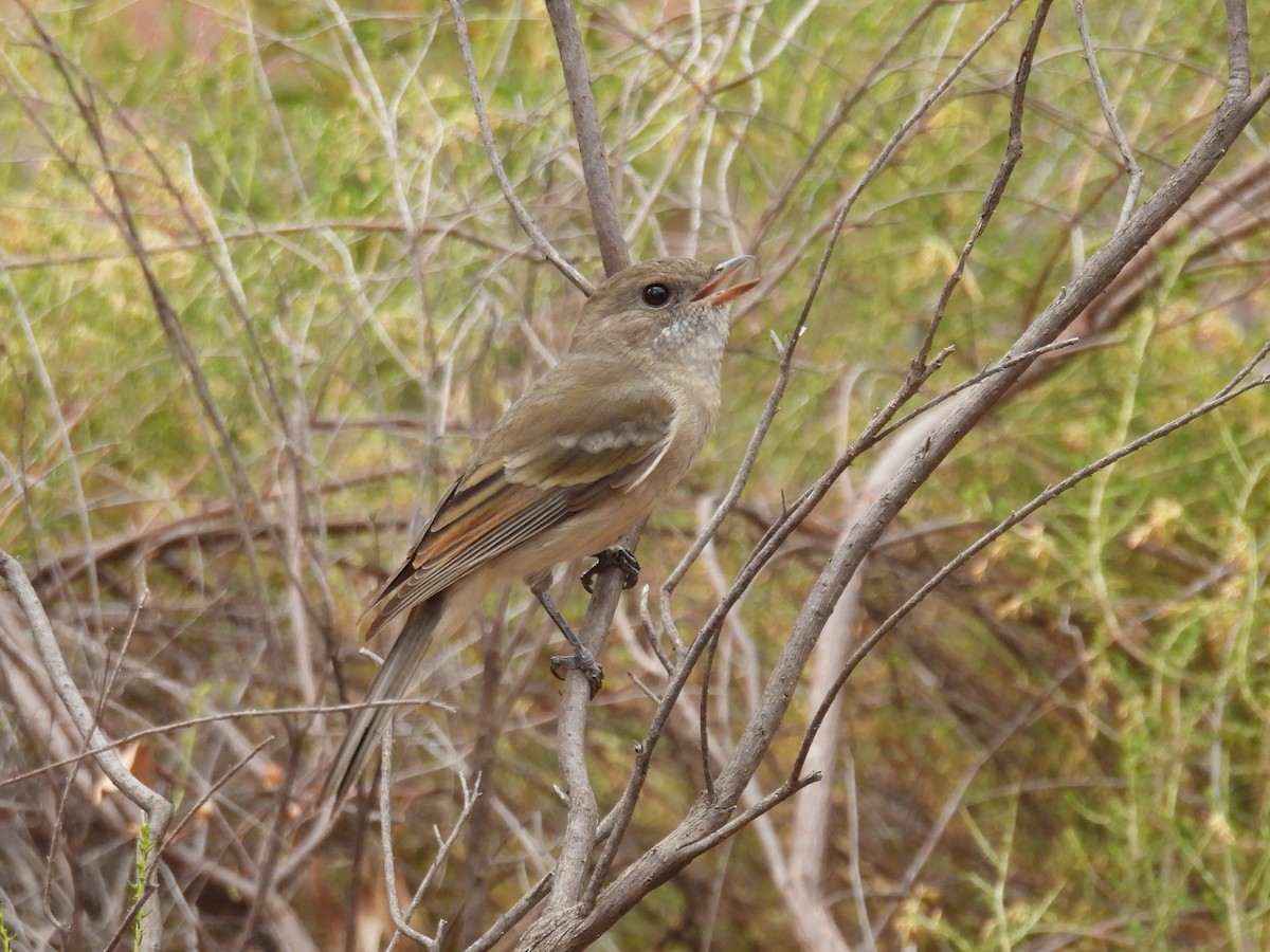 Golden Whistler - ML616755015