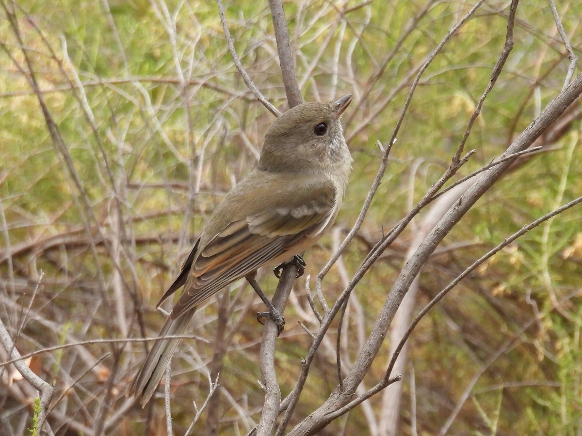 Golden Whistler - ML616755018