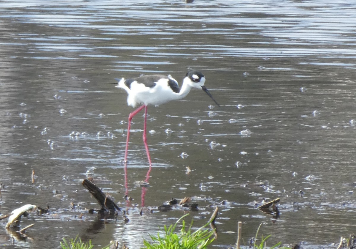 Black-necked Stilt - ML616755019