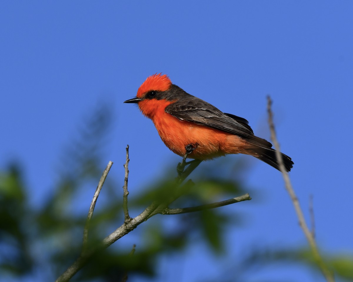 Mosquero Cardenal - ML616755022