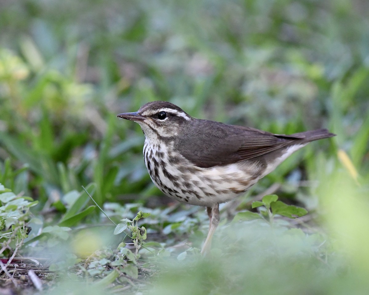 Louisiana Waterthrush - ML616755039