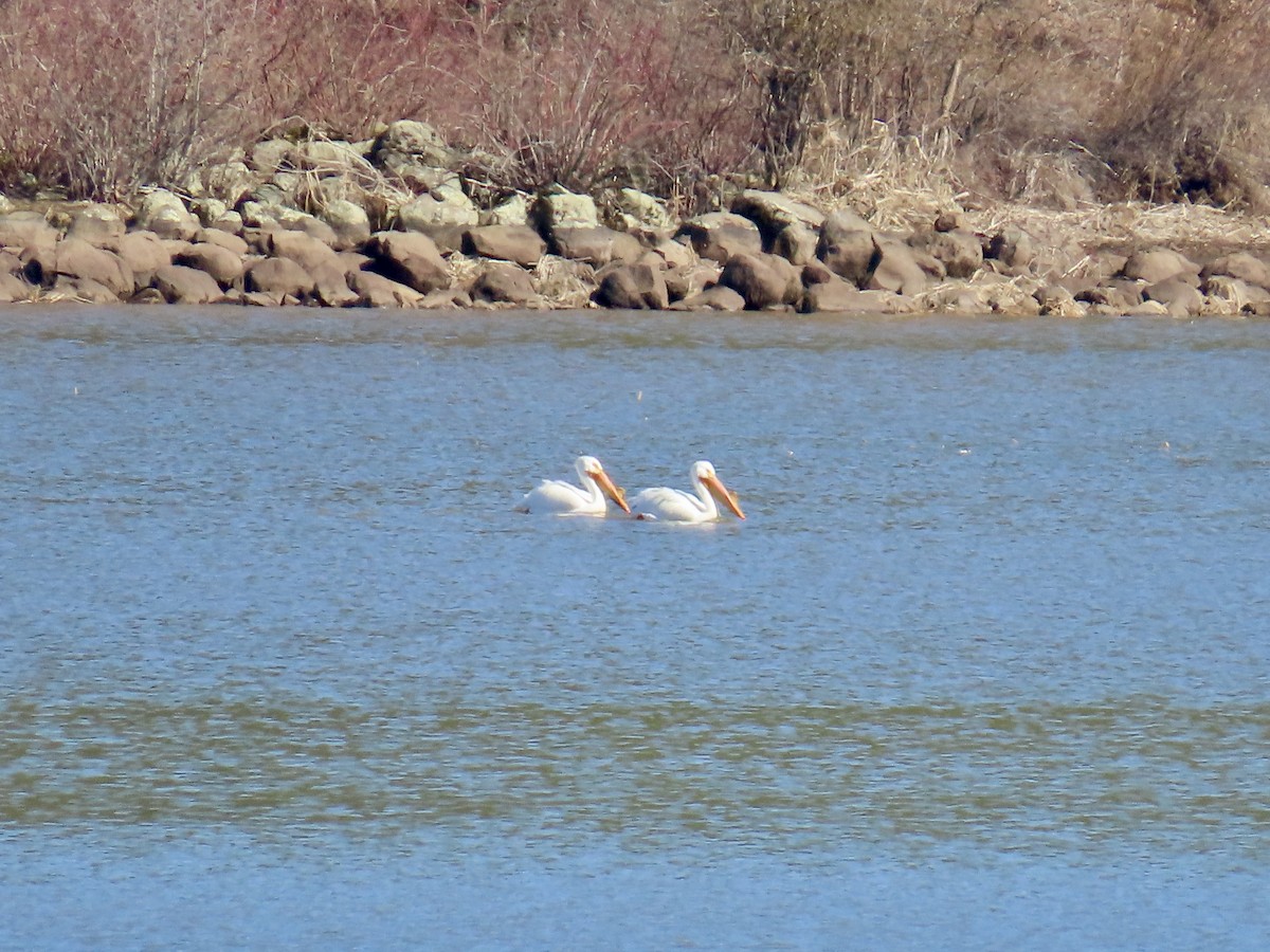 American White Pelican - ML616755045