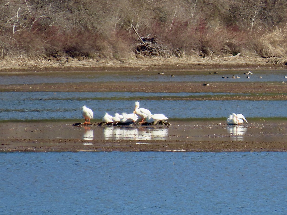 American White Pelican - ML616755046