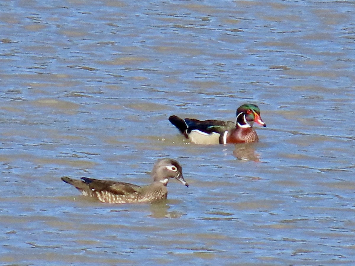 Wood Duck - ML616755051