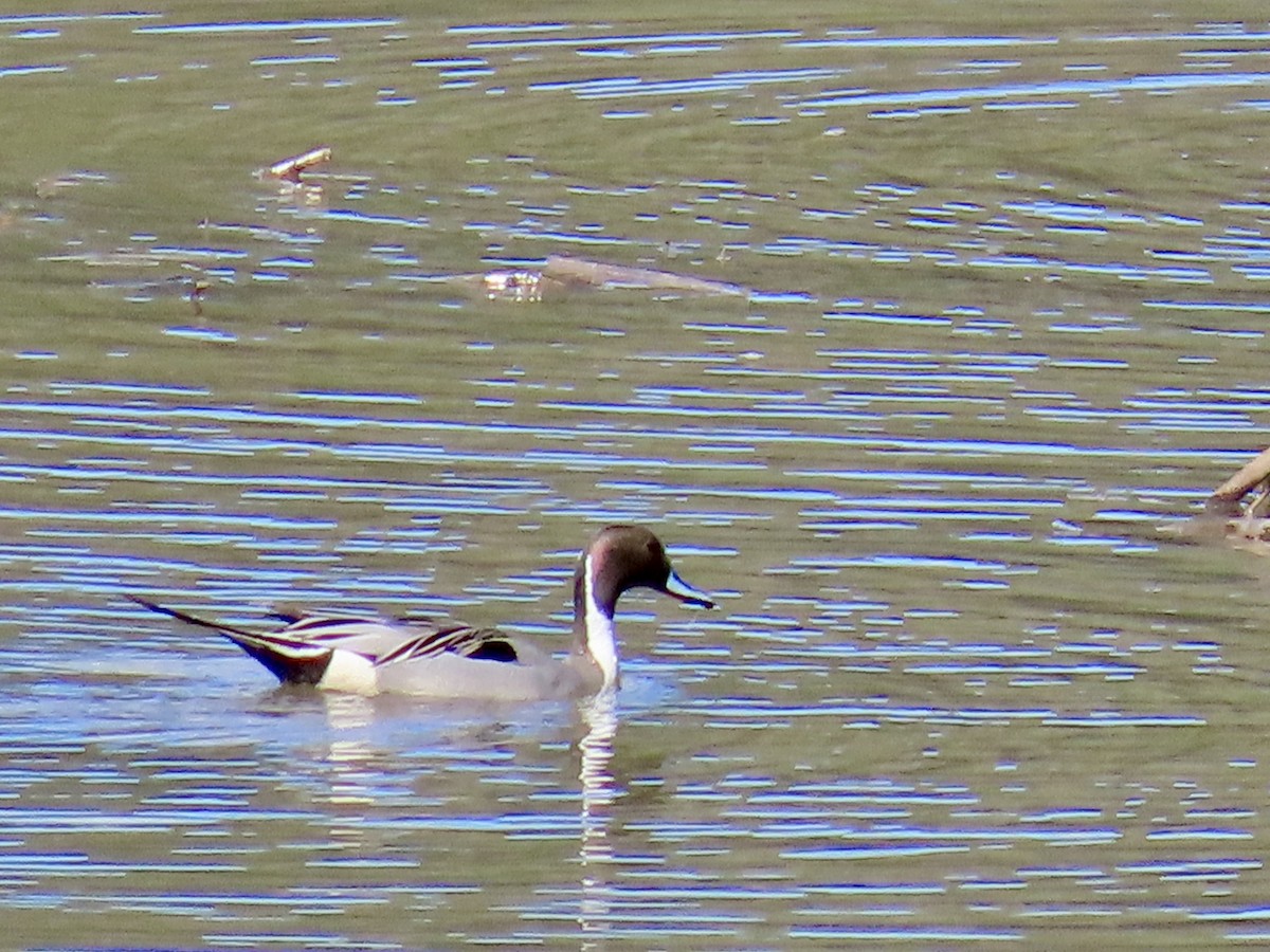 Northern Pintail - ML616755054