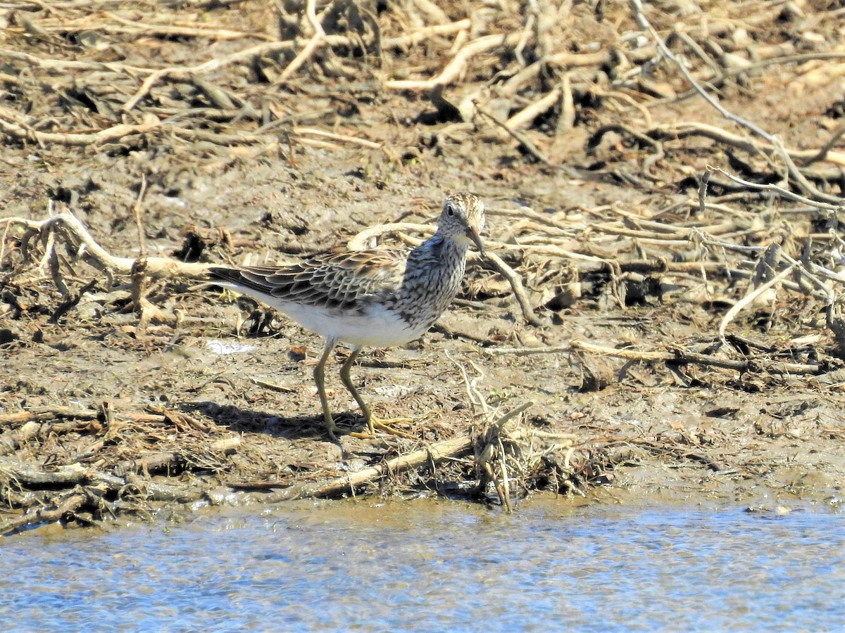 アメリカウズラシギ - ML616755070