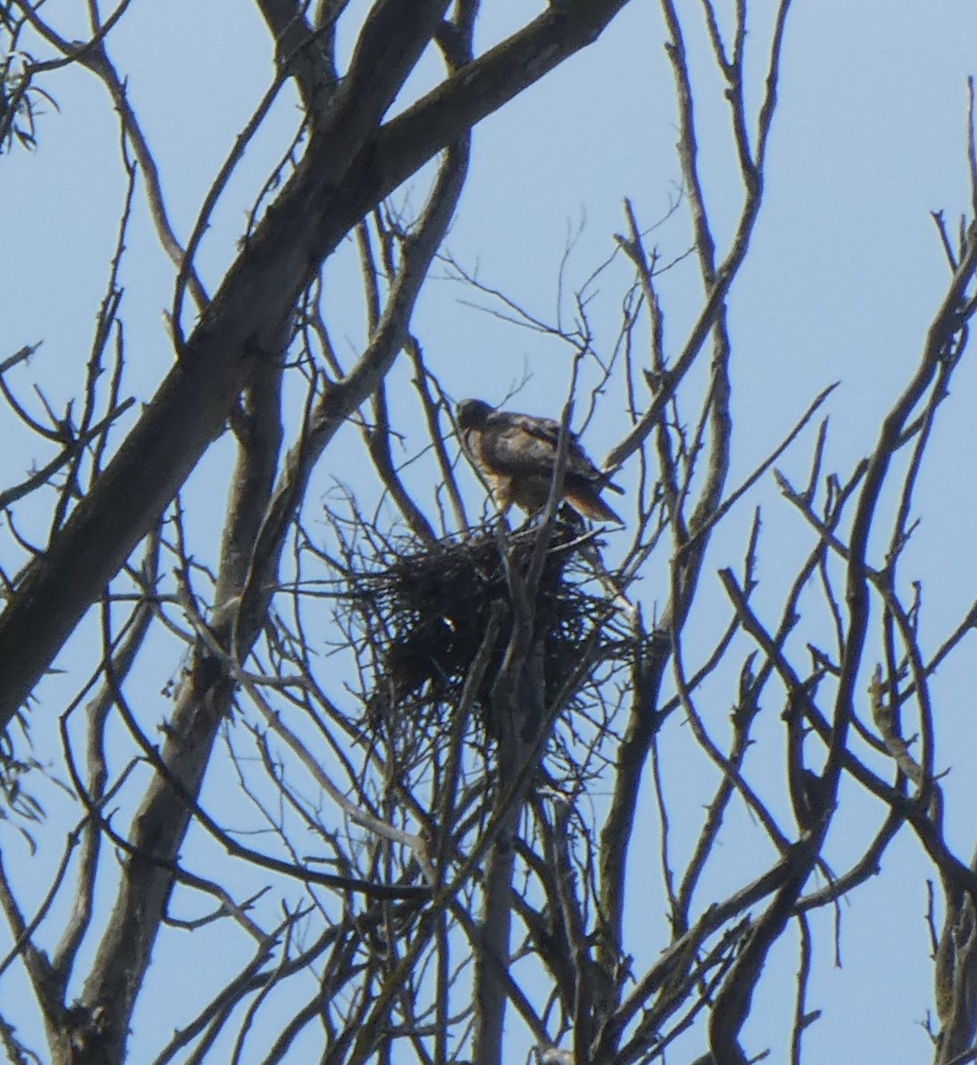 Red-tailed Hawk - ML616755078