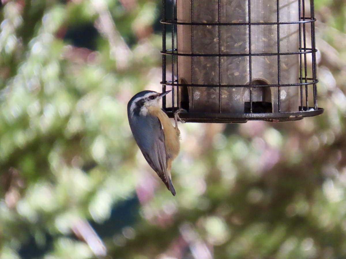 Red-breasted Nuthatch - ML616755101