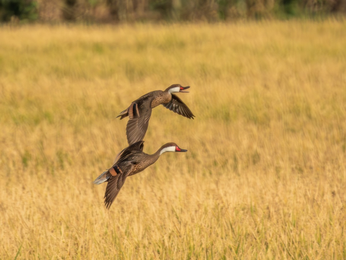 White-cheeked Pintail - Frances Santiago